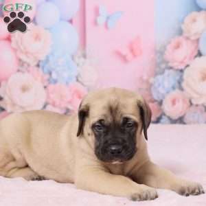 Dexter, English Mastiff Puppy
